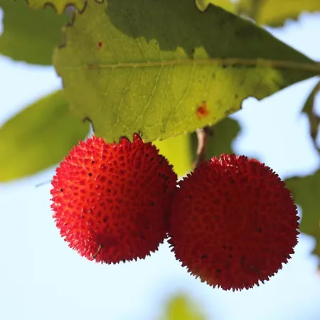 Palheiro Do Malgas Bed and breakfast
