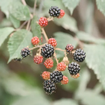 Bed and breakfast Palheiro Do Malgas Lousã
