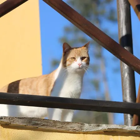 Bed and breakfast Palheiro Do Malgas 3*