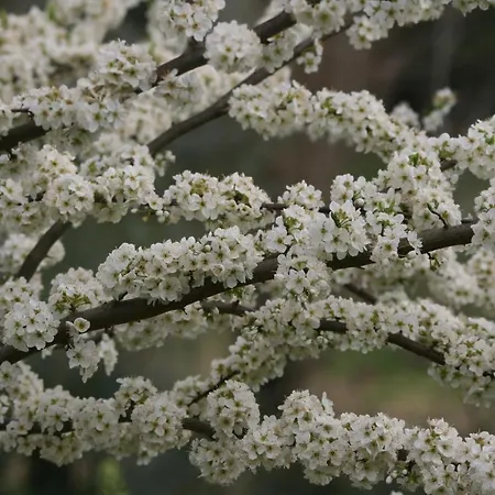 Palheiro Do Malgas 3* Lousã