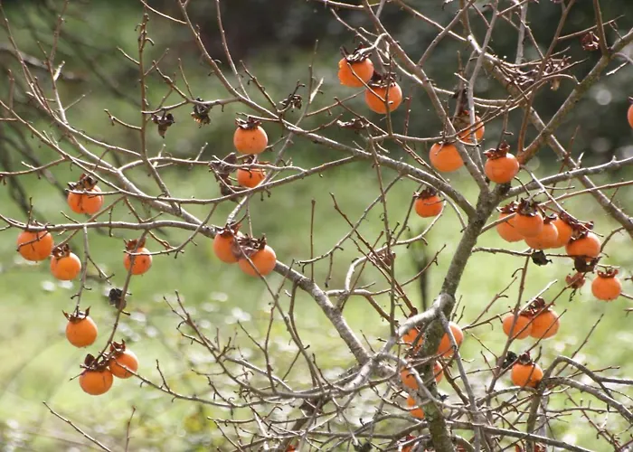 Palheiro Do Malgas 3* 洛萨