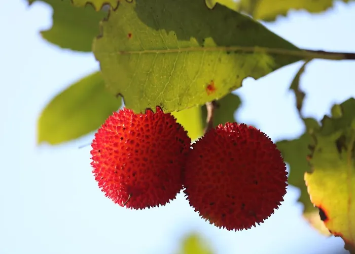 Palheiro Do Malgas 住宿加早餐酒店