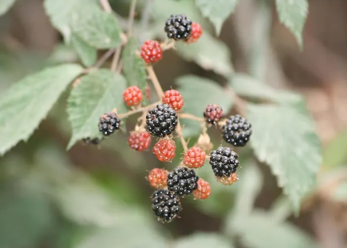 住宿加早餐酒店 Palheiro Do Malgas 洛萨