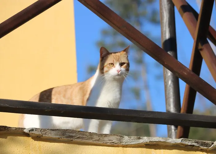 住宿加早餐酒店 Palheiro Do Malgas 3*