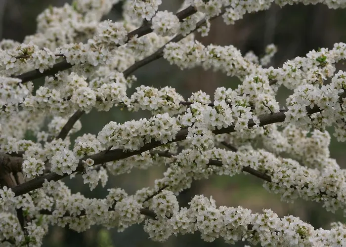 Palheiro Do Malgas 3* 洛萨